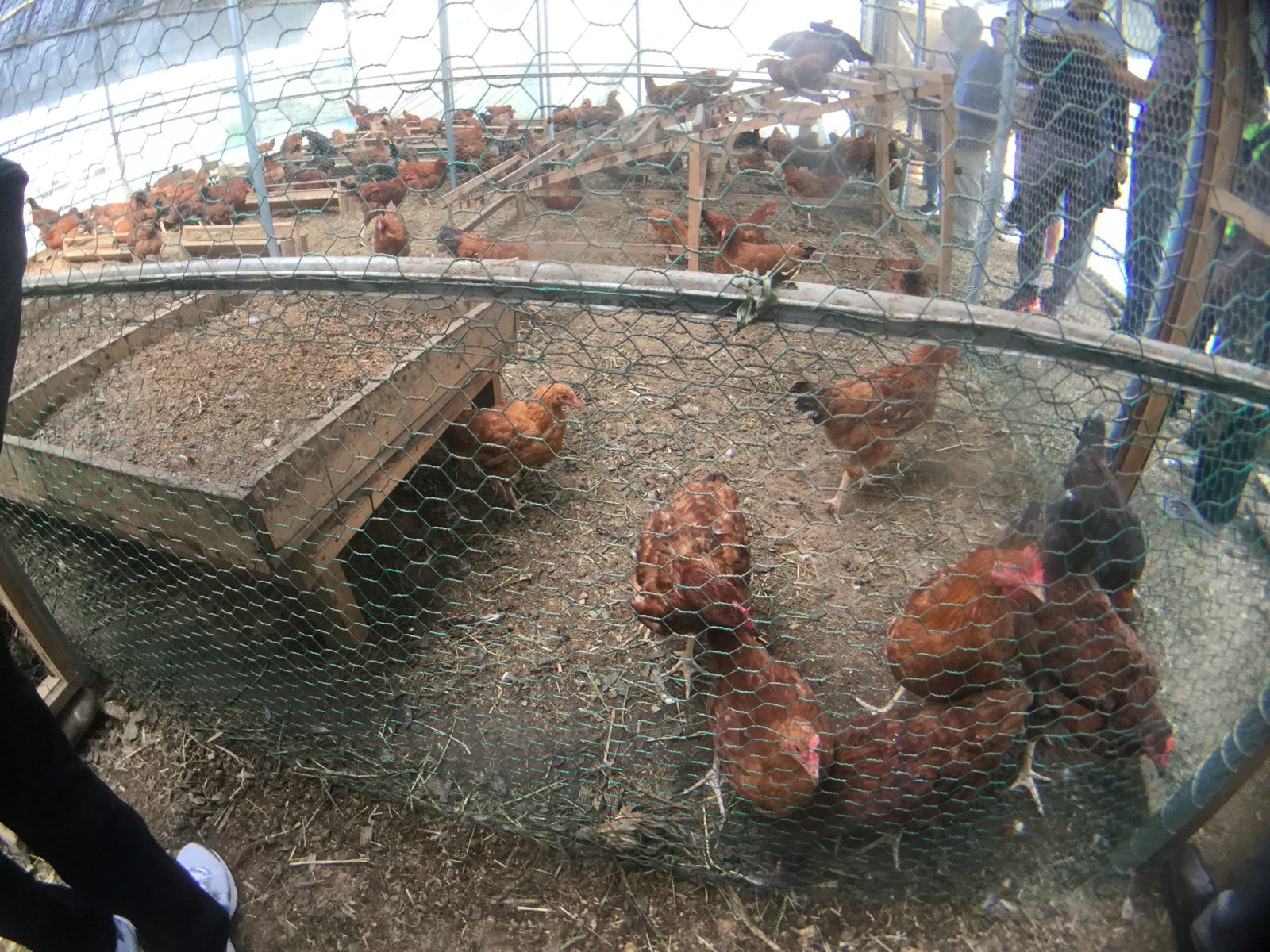 Hens at the Paju practice field.