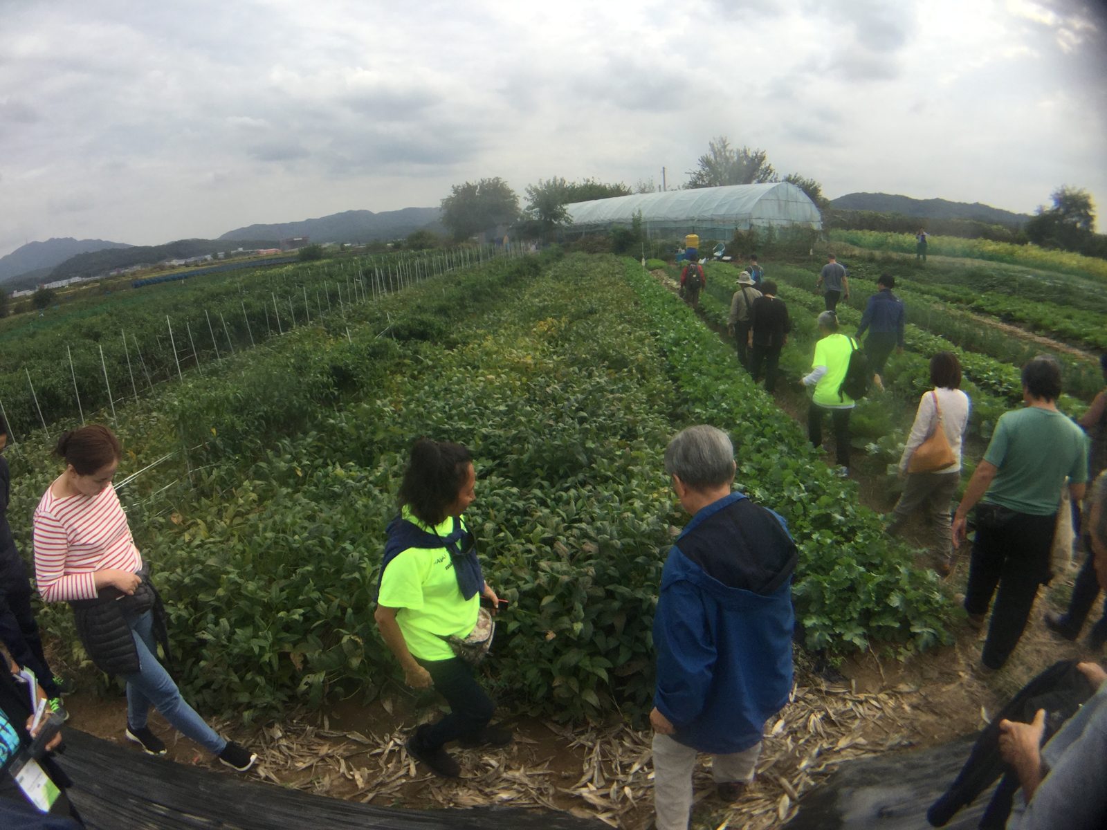 Field trip, October 7: walking the student trial plots at Konkuk's practice field in Paju.