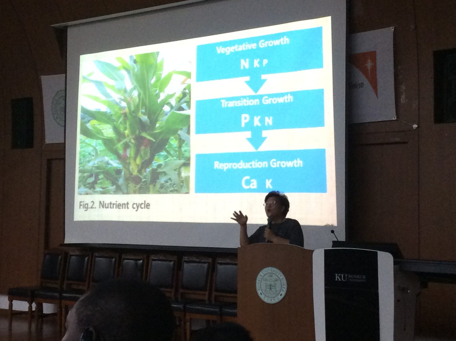 Kim Eun-ja's nutrient-cycle slide: N K P while growing, P K N at the changeover, Ca K for fruit.